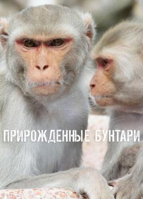 Прирожденные бунтари (2018)